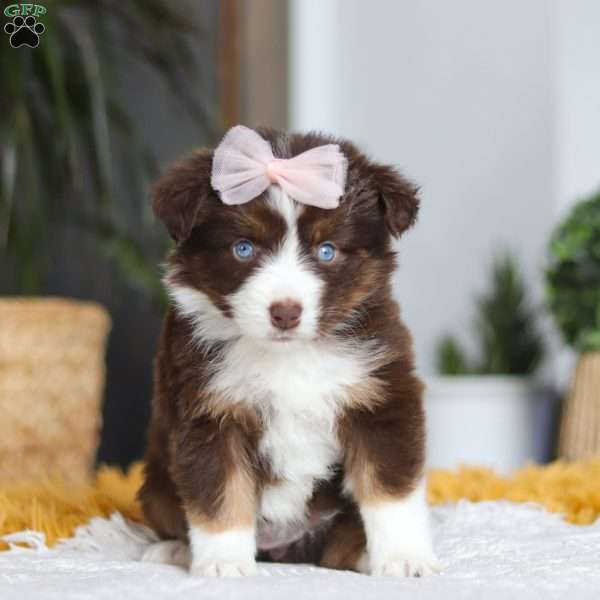 Adelaide, Miniature Australian Shepherd Puppy